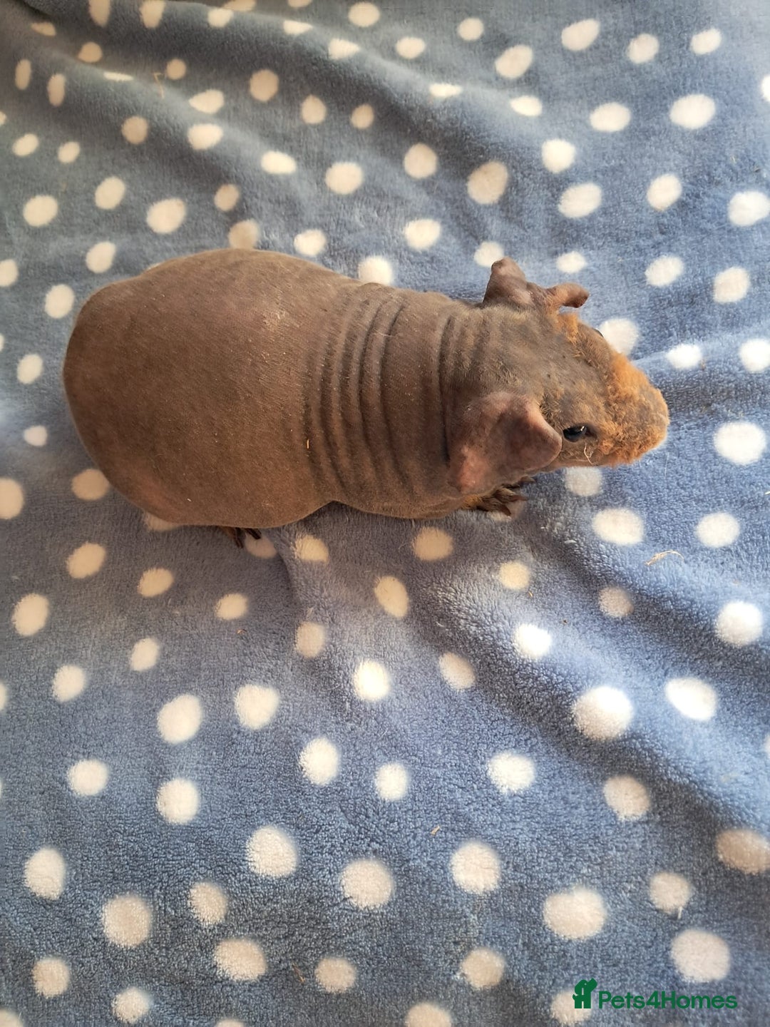 Guinea Pig rodents for sale: BEAUTIFUL SELECTION OF SKINNY PIG BOARS - Advert 10