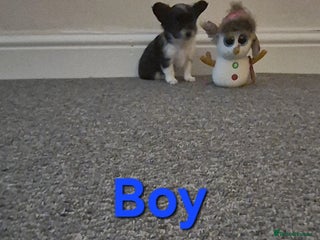 Chihuahua dogs Small chihuahua puppies - Advert 2