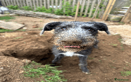 Mixed Breed dogs for sale: Ozzy is looking for his forever home - Image 3