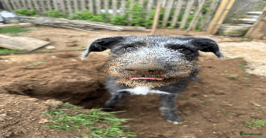 Mixed Breed dogs - Advert 2