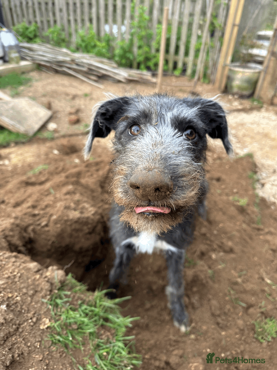 Mixed Breed dogs for sale: Ozzy is looking for his forever home - Image 3