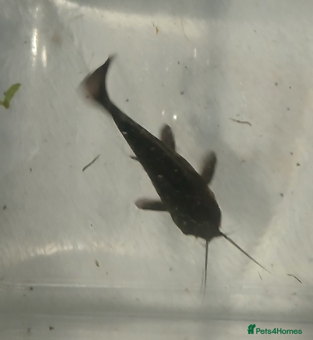 Catfish fish for sale: Hoplo Catfish needing new home - Advert 5
