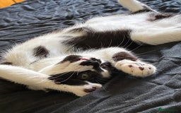 British Shorthair cats for sale: 5 month old kittens for sale £20 each  - Image 2