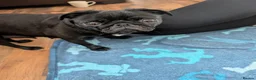 Pug dogs for sale: 6 stunning pug puppies for sale  - Advert 2