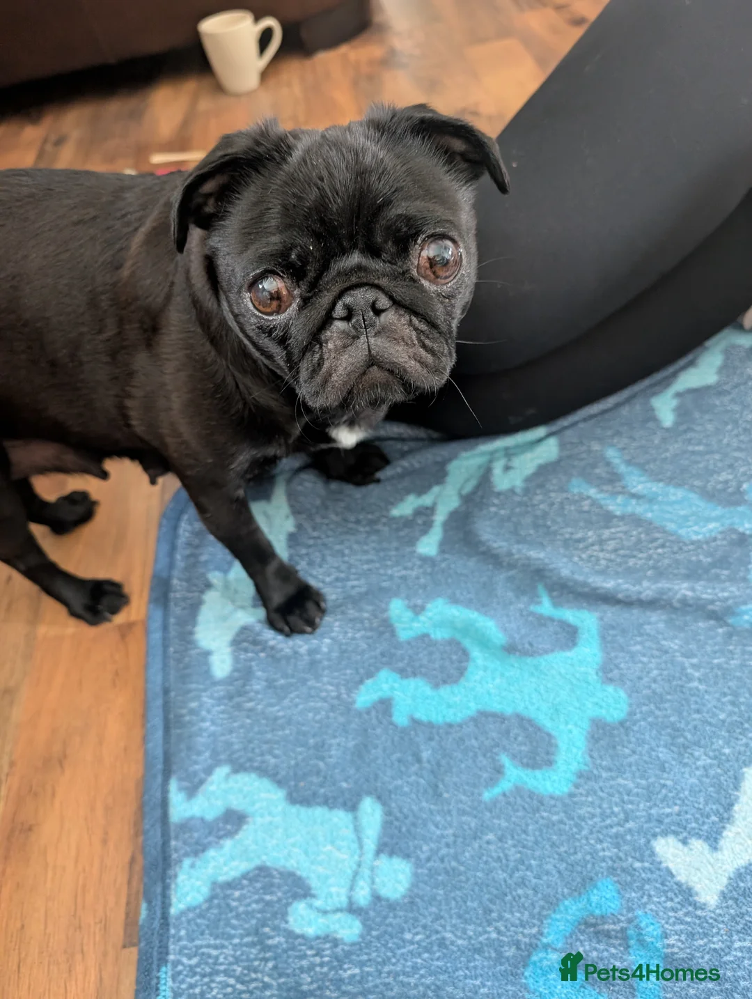 Pug dogs for sale: 6 stunning pug puppies for sale  - Advert 2