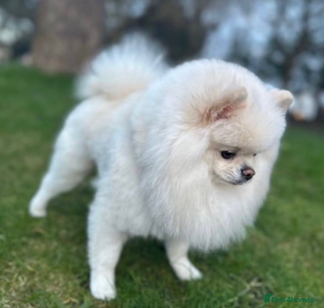 Pomeranian dogs for sale: Kc reg Pomerania  - Image 7