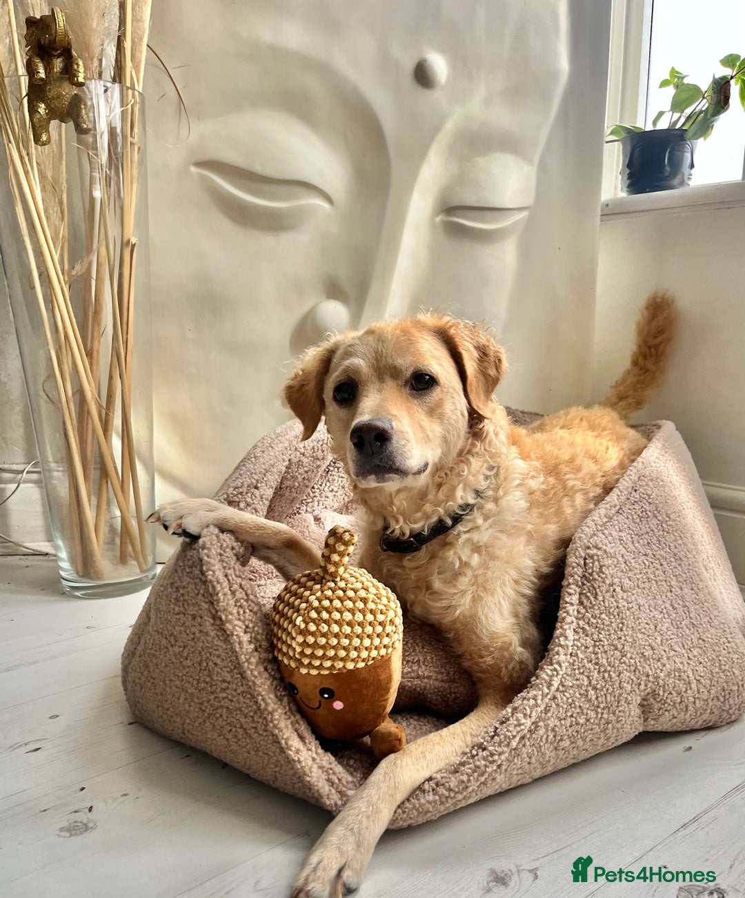 Goldendoodle dogs for sale: Absolutely Stunning Goldendoodle Curly 🐾 - Image 1