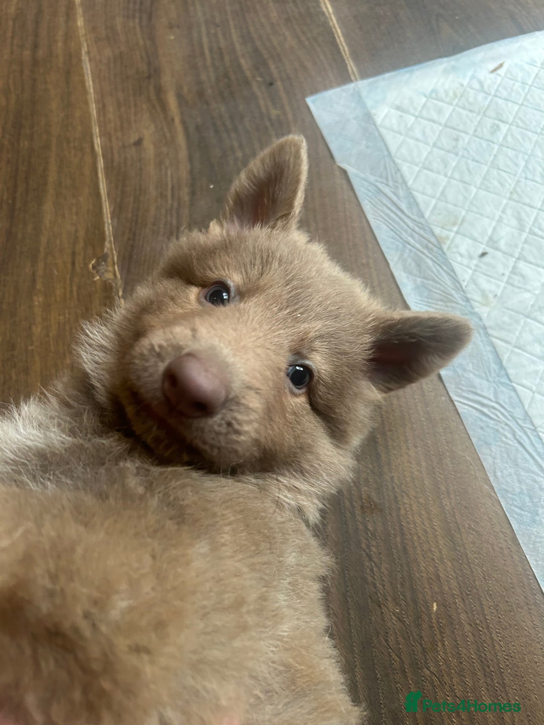 German Shepherd dogs for sale: Isabella German shepherd pups - Image 5