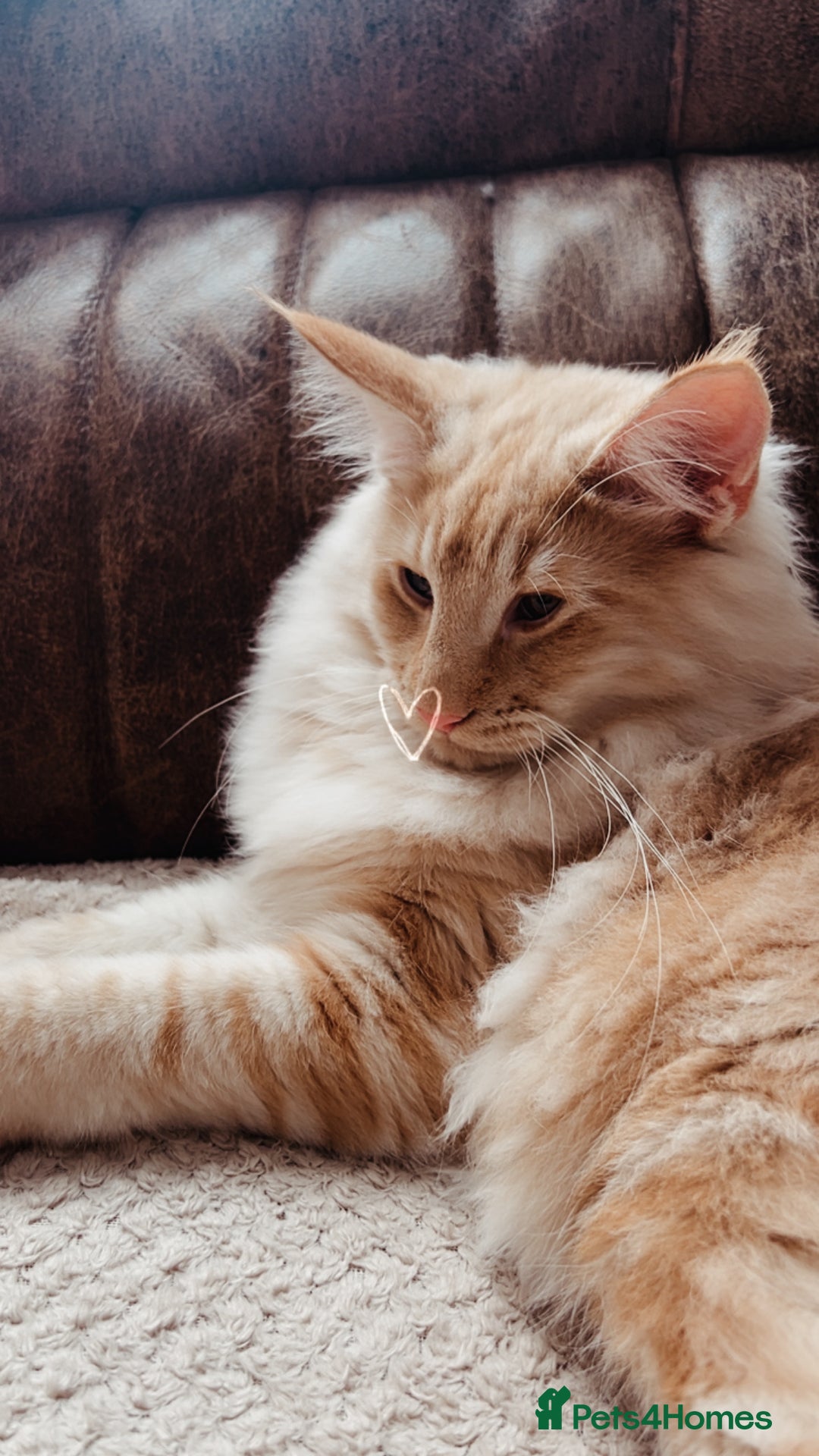 Norwegian Forest Cat cats for sale: Full FIFe pedigree Norwegian Forest Kittens  in Normanton - Image 8