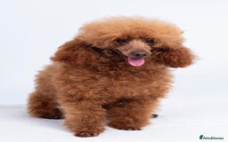 Poodle dogs for stud: KC REG DEEP FOX RED HEALTH TESTED POODLE STUD in Hoddesdon - Image 4