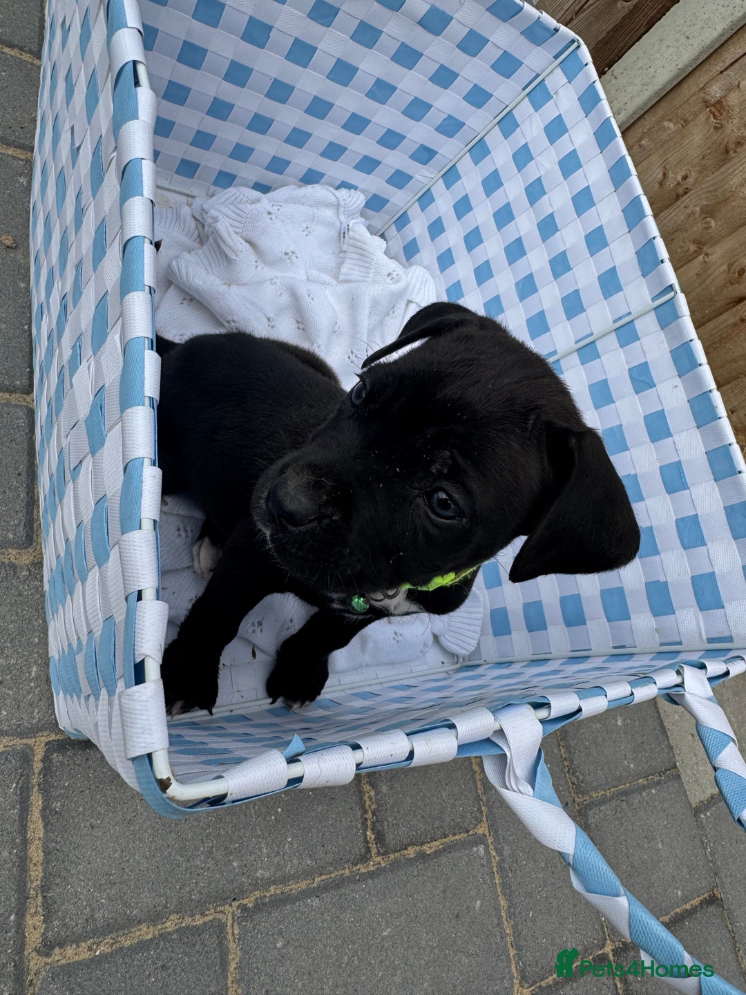 Cane Corso dogs for sale: Last 2 cane corso for sale - Image 3