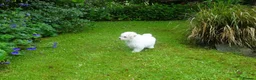 Bichon Frise dogs for sale: Beautiful Bichon Frise Puppy - Advert 6