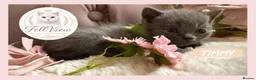 British Shorthair cats for sale: GCCF Pedigree British shorthair kittens  - Advert 13