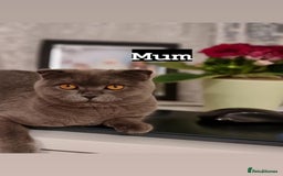 British Shorthair cats for sale: Adorable British blue Shorthair Kittens  - Image 25