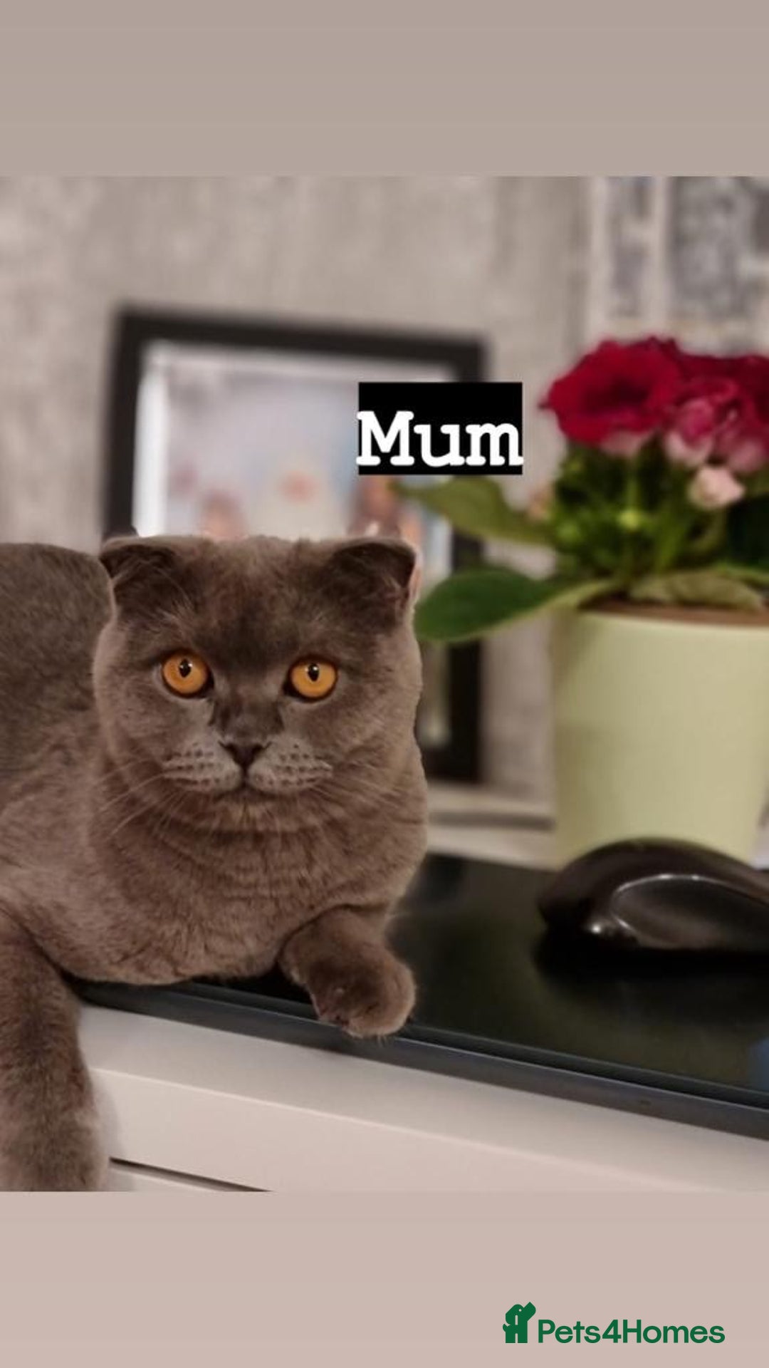 British Shorthair cats for sale: Adorable British blue Shorthair Kittens  - Image 25