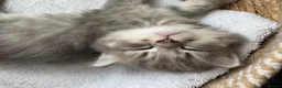 Ragdoll cats for sale: Long haired Lynx Grey Ragdoll/Persian Kittens - Advert 4