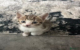 Bengal cats for sale: Stunning bengal/ragdoll kittens  - Image 6