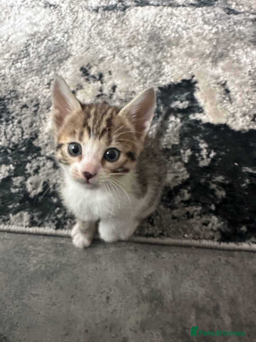 Bengal cats for sale: Stunning bengal/ragdoll kittens  - Image 6