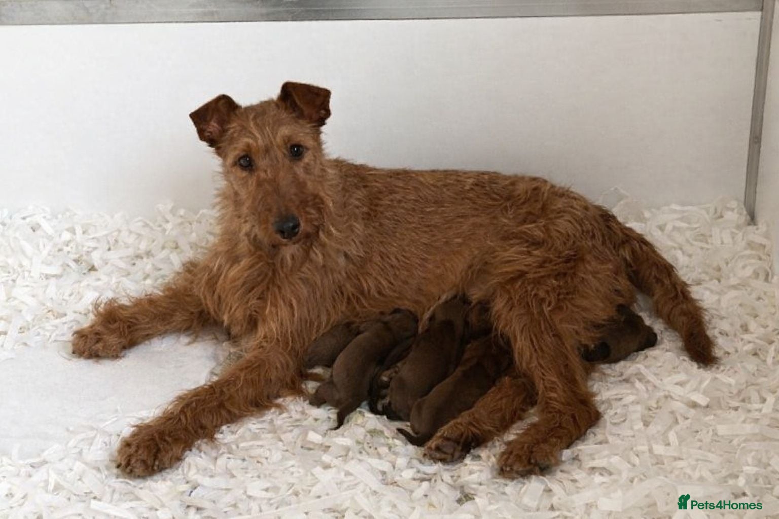 Irish Terrier dogs KC Registered Irish Terrier puppies - Advert 1