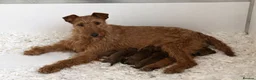 Irish Terrier dogs for sale: KC Registered Irish Terrier puppies - Advert 1