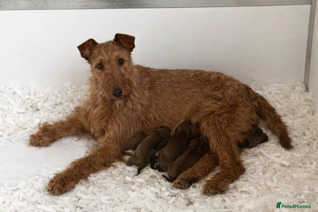 Irish Terrier dogs for sale: KC Registered Irish Terrier puppies - Advert 1