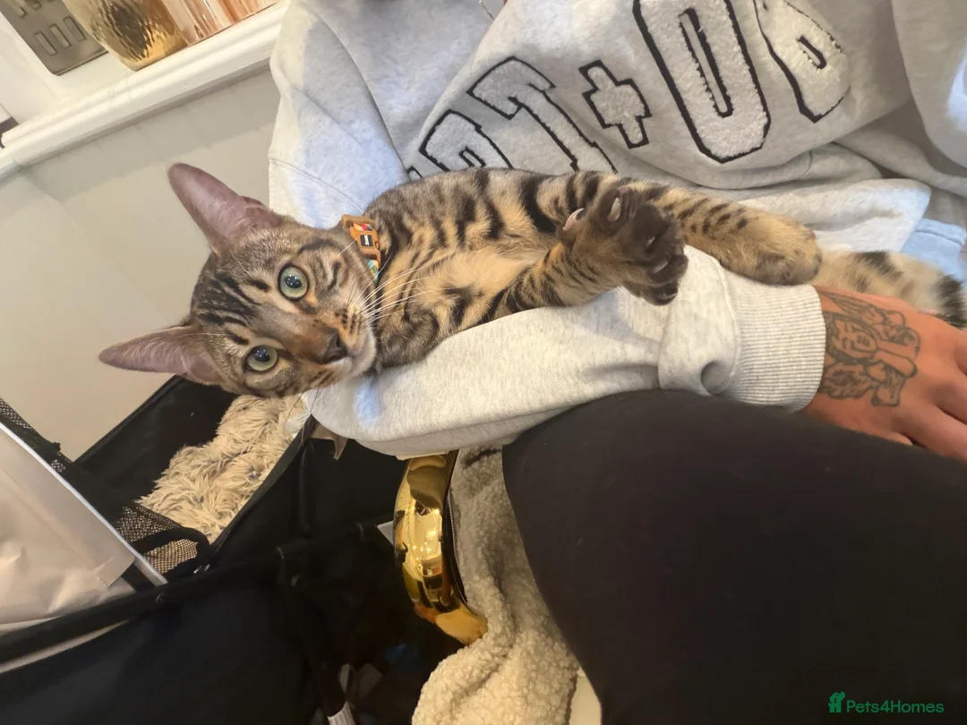 Bengal cats for sale: 6 month old Beautiful male bengal  in Worthing - Advert 2
