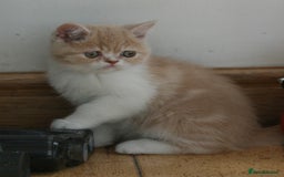Exotic cats for sale: Exotic pedigree kittens  - Image 20