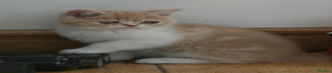 Exotic Kitten 6