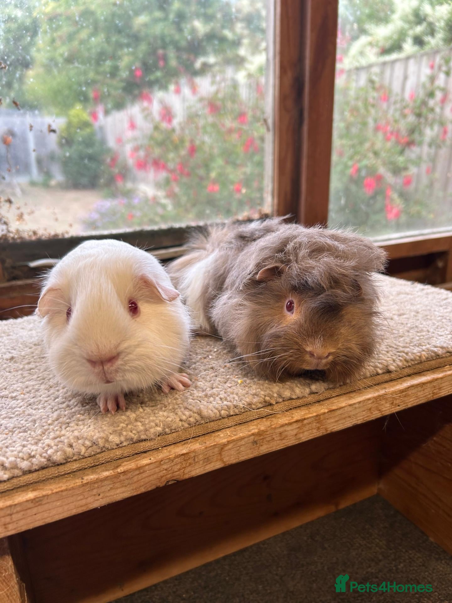 Guinea Pig rodents Sweet Baby Guinea Pig Boars - Self and Peruvian - Advert 2