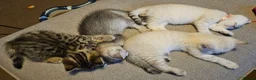 British Shorthair cats for sale: READY NOW GCCF Registered Kittens For Sale - Advert 1