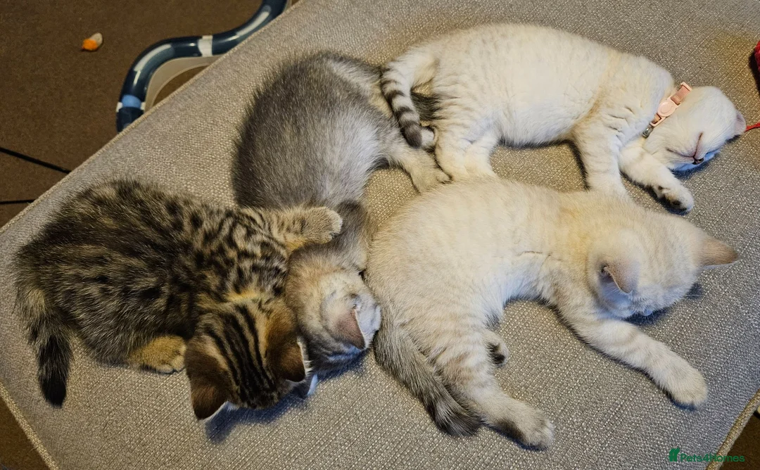 British Shorthair cats for sale: READY NOW GCCF Registered Kittens For Sale - Advert 1