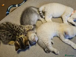 British Shorthair cats Beautiful GCCF Registered Kittens For Sale - Advert 11