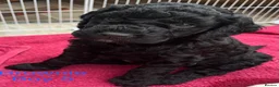 Cockapoo dogs for sale: 🐾REHOMED 🐾 Beautiful Black F1b Cockapoo 🖤 - Advert 13