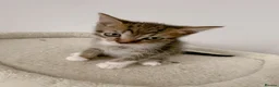 Mixed Breed cats for sale: Reggie, tabby mix male kitten  - Advert 3