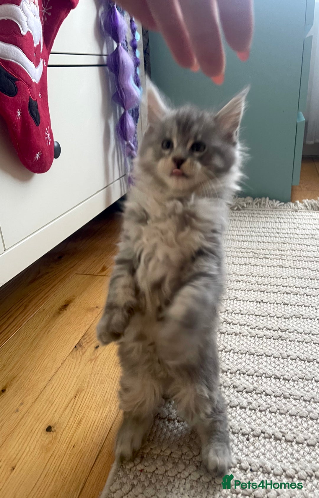 Maine Coon cats for sale: 💛LAST Sweet MaineCoons looking for forever home💛 - Advert 2