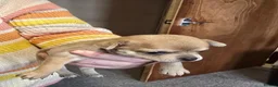 Chihuahua dogs for sale: Beautiful Applehead Chihuuas - Advert 7