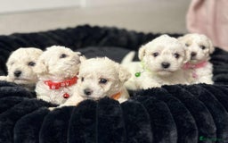 Bichon Frise dogs for sale: Adorable Bichon Frisée Puppies for sale  - Image 8