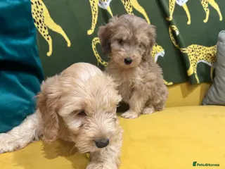 Cockapoo dogs F1 Cockerpo litter - Advert 11