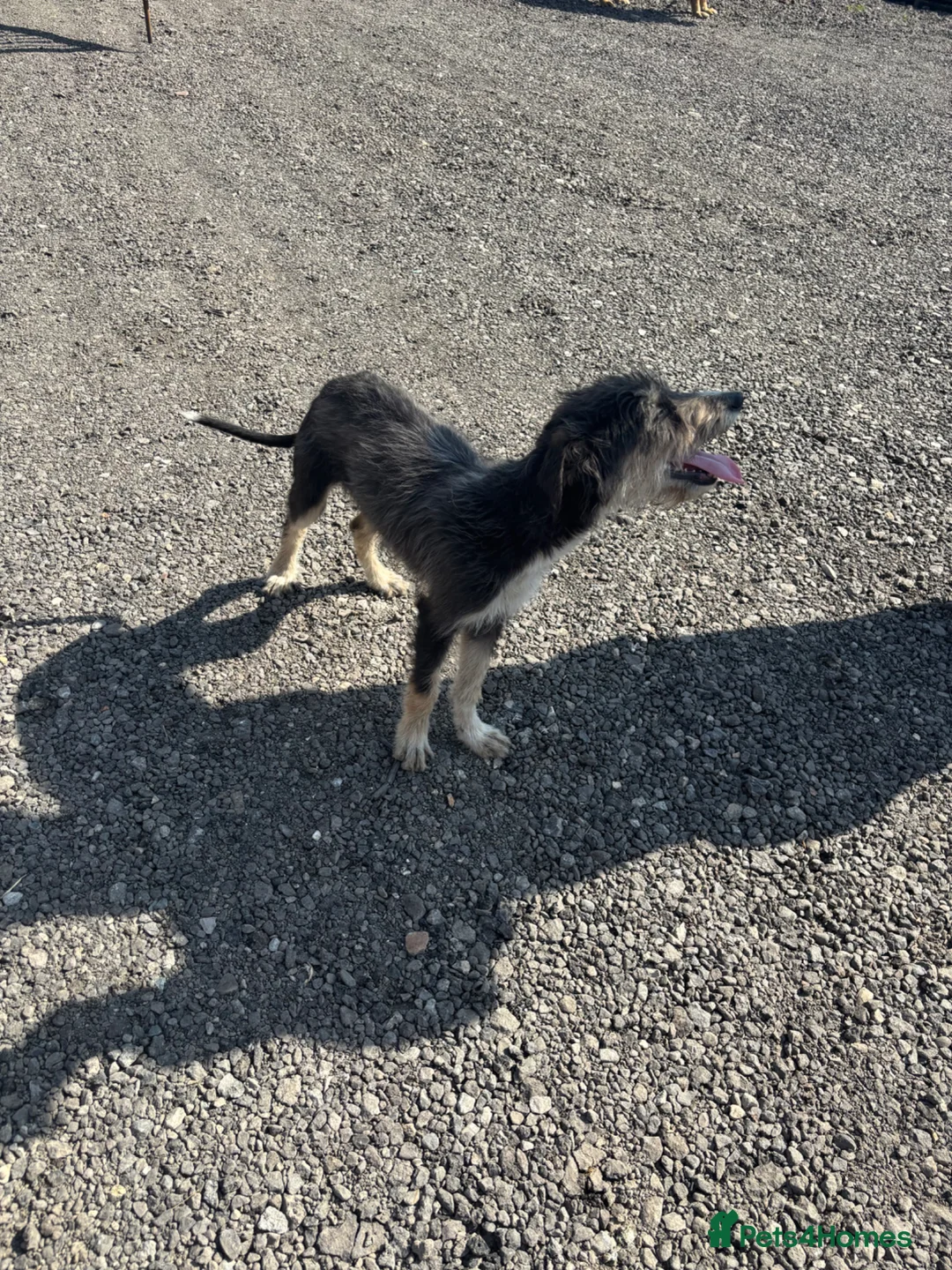 Mixed Breed dogs for sale: Bedlington whippet in Selby - Advert 2