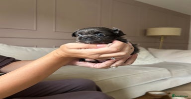 Chihuahua dogs - Advert 15