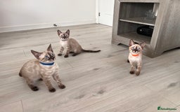 Bengal cats for sale: Stunning full pedigree bengal kittens  - Image 5