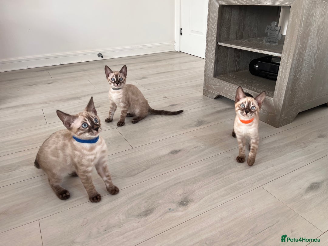Bengal cats for sale: Stunning full pedigree bengal kittens  - Image 5