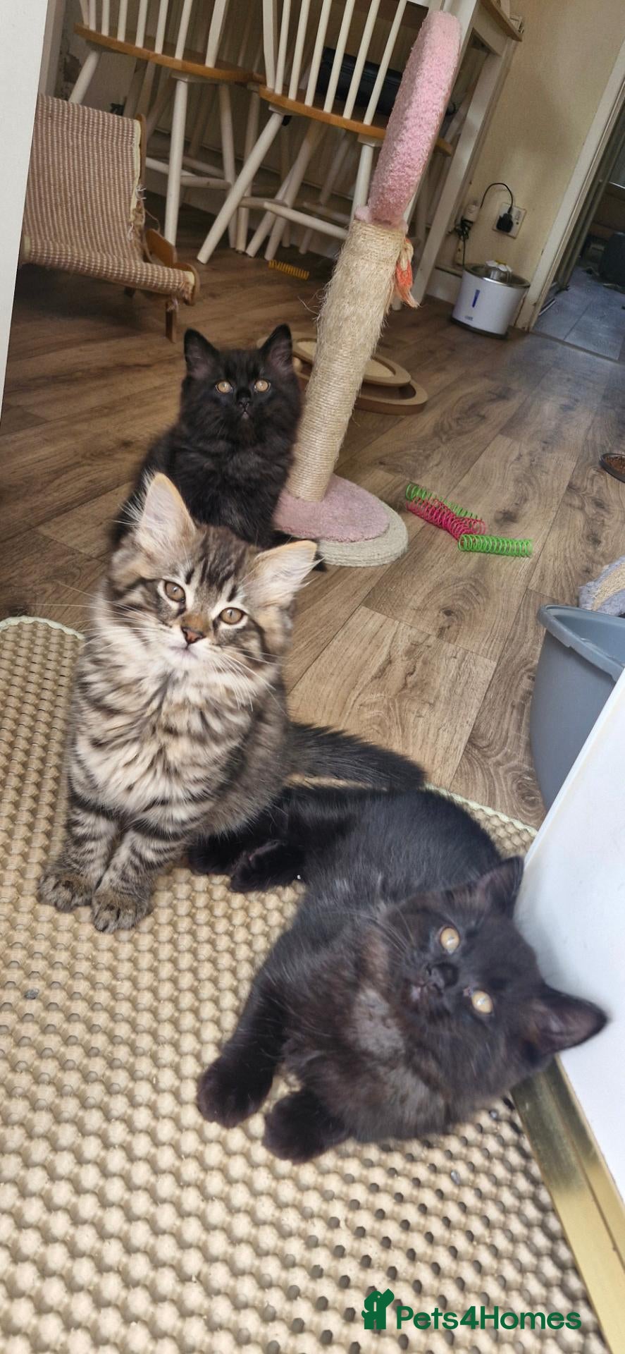 Mixed Breed cats Ragdoll Mix Kittens – Delivery Available - Advert 2