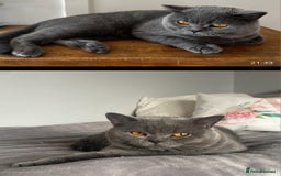 British Shorthair cats for sale: 8 yr old male British short hair - Image 4