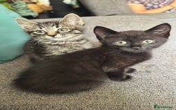 Mixed Breed cats for sale: Stunning kittens (3) - Image 14