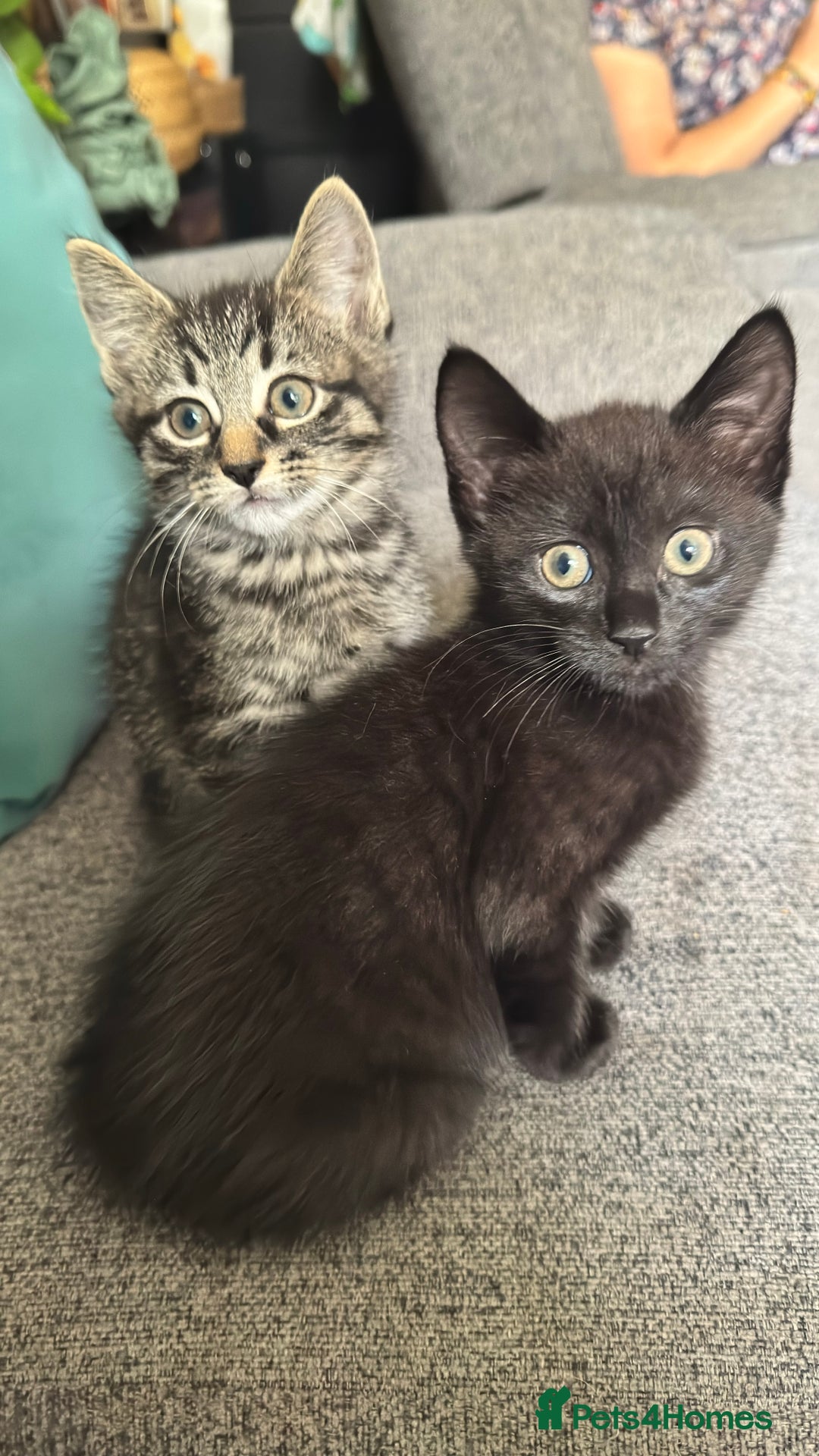 Mixed Breed cats for sale: Stunning kittens (3) - Image 14
