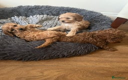 Cockapoo dogs for sale: Stunning Superb DNA Clear F1B Toy Cockapoo Pups - Image 15