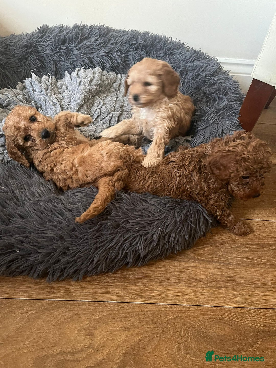 Cockapoo dogs for sale: Stunning Superb DNA Clear F1B Toy Cockapoo Pups - Image 15