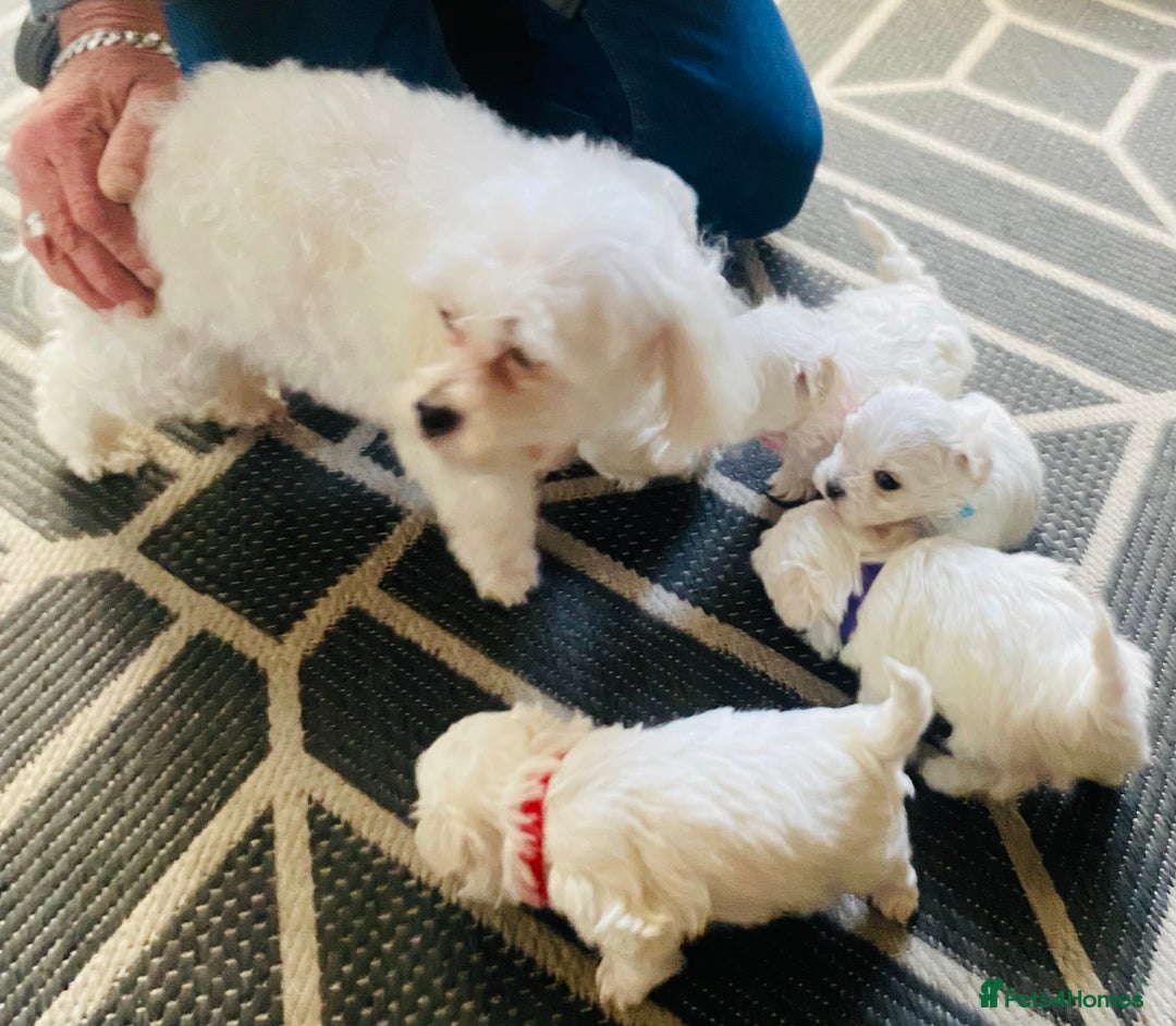 Maltese dogs for sale: Just a boy and a girl left  - Advert 5