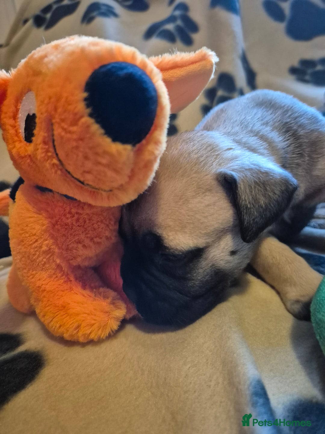 Bullmastiff dogs for sale: Beautiful Bullmastiff Puppies  - Advert 8